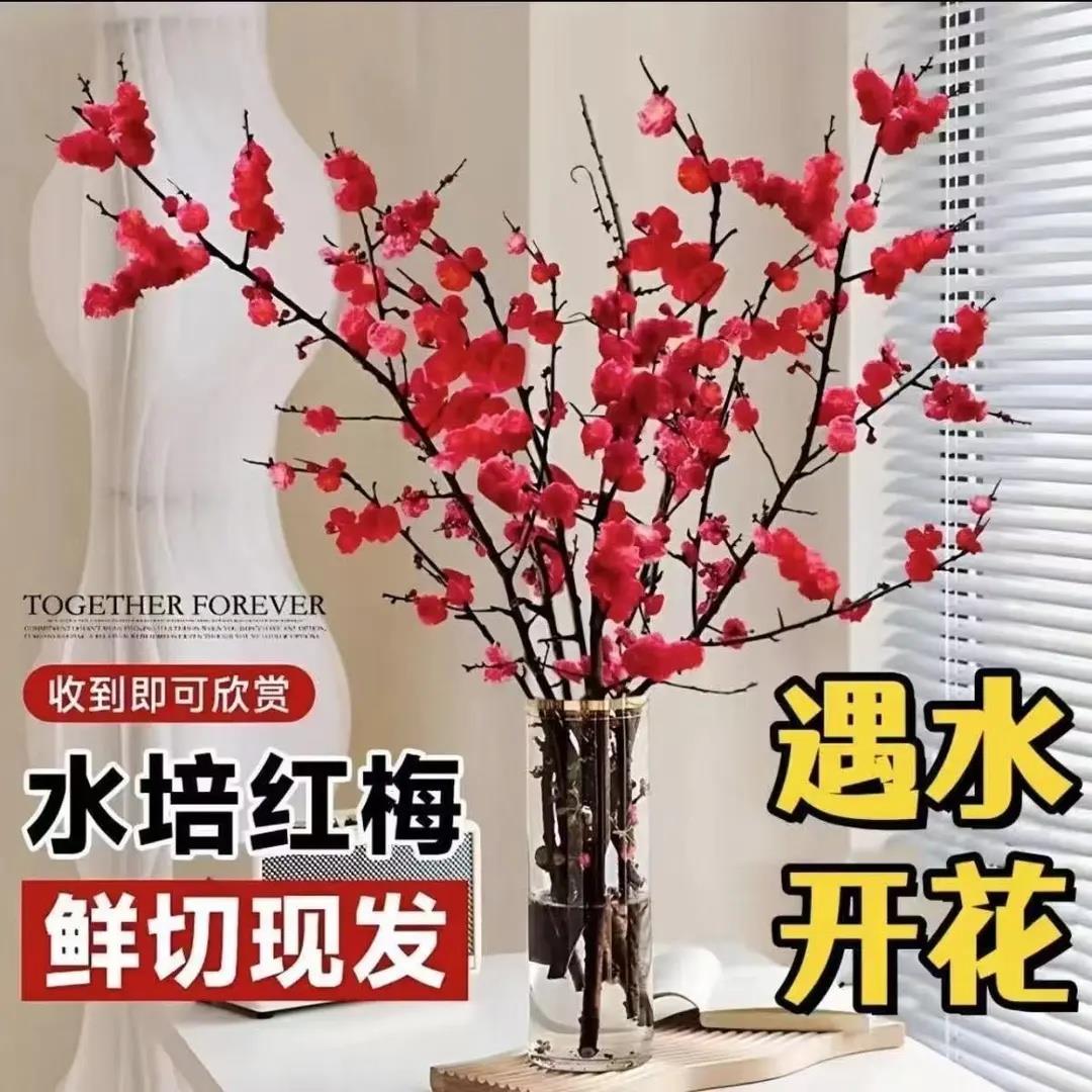【下单立减50】水培红梅鲜枝年宵花冬季室内装饰遇水开花WZ