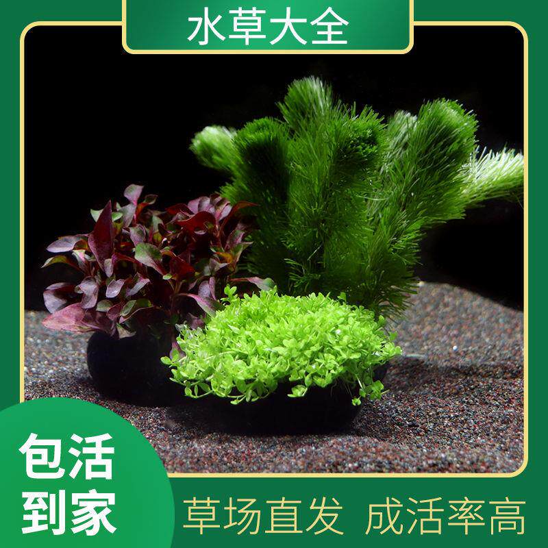 鱼缸养鱼水草真草增氧净化水坨草阴性红色植物造景套餐新手入门级