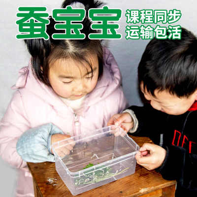 蚕宝宝蚕卵学生养蚕套装春蚕卵种籽活物实验天然彩色蚕新鲜嫩桑叶