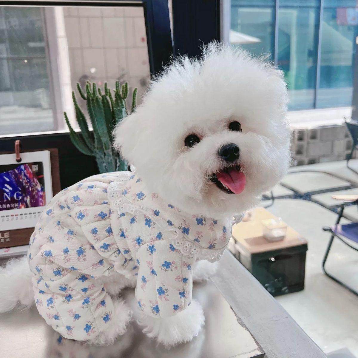 防尘裤遛弯裤春夏防脏防虫轻薄四脚裤腿套护腿小型犬春夏衣服,宠物/宠物食品及用品,狗宠物服装/雨衣,淘宝优惠券,粉丝福利购,淘宝优惠卷