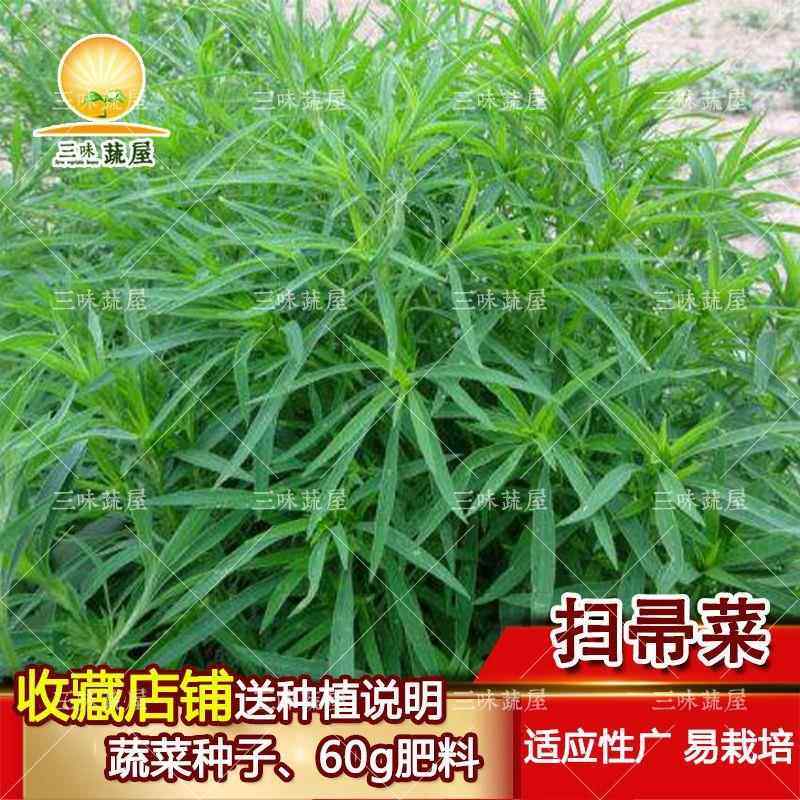 扫帚菜扫把种子 绿叶地肤草种子 孔雀松四季野菜蔬苗菜庭院室外