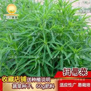 扫帚菜扫把种子 绿叶地肤草种子 孔雀松四季野菜蔬苗菜庭院室外