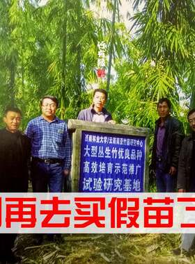 正宗水果笋竹苗勃氏甜龙竹营养杯苗竹子苗竹子君基地直销甜竹苗