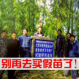 正宗水果笋竹苗勃氏甜龙竹营养杯苗竹子苗竹子君基地直销甜竹苗