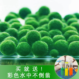 marimo海藻球生态瓶创意，迷你盆栽桌面绿植，水培植物球藻diy水藻球