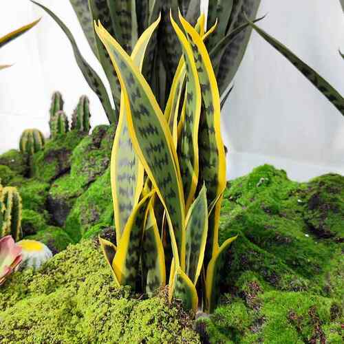 仿真植物金边虎皮兰盆栽民宿装饰造景摆件热带假绿植黄尾兰龙舌兰