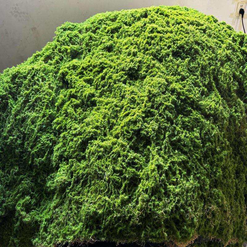 仿真干藓青苔羊藓苔不掉BWN色水陆缸雨淋缸植物墙假山苔水石头毛