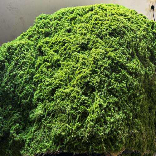 仿真干苔藓青苔羊毛藓不掉色水陆缸雨淋缸植物墙假山水苔石头垫材