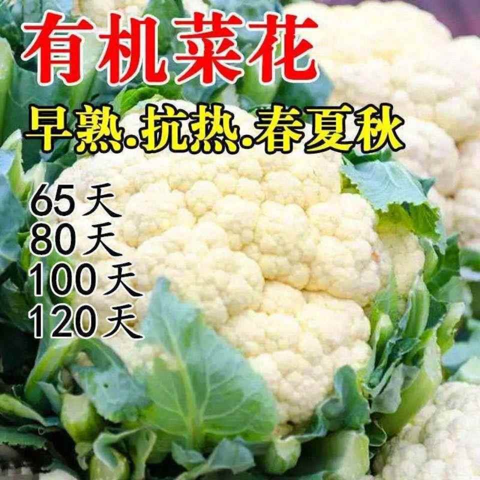 100天花菜松花菜种子有机花菜种籽青梗花椰菜菜花种孑秋播蔬菜种