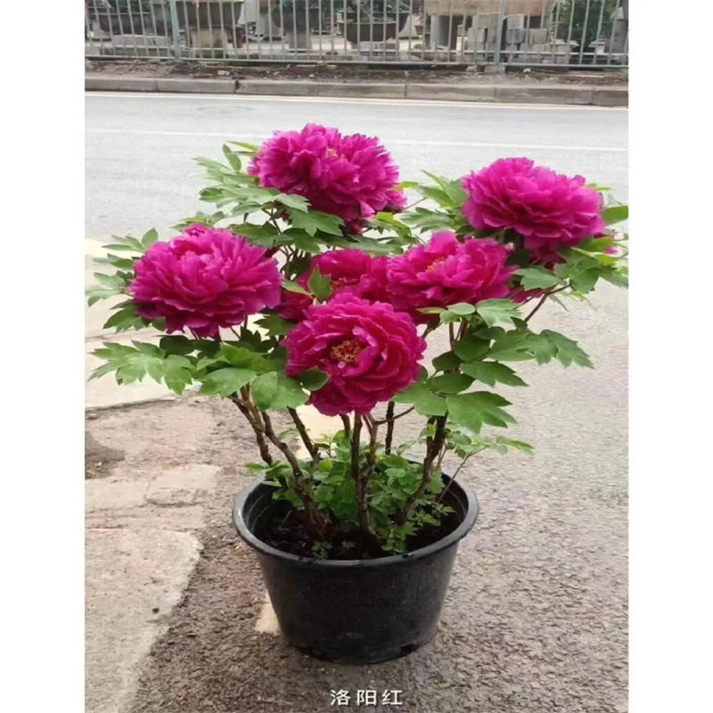 牡丹花苗盆栽正宗洛阳带花苞花种