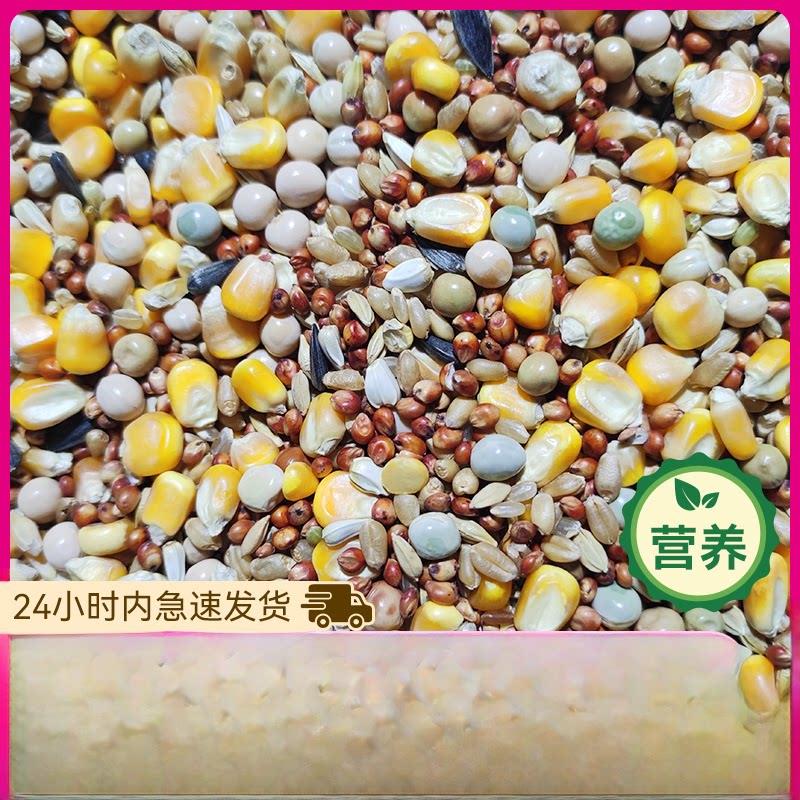 良德益玉米鸽粮赛飞营养鸽粮信鸽肉鸽粮信鸽粮25kg