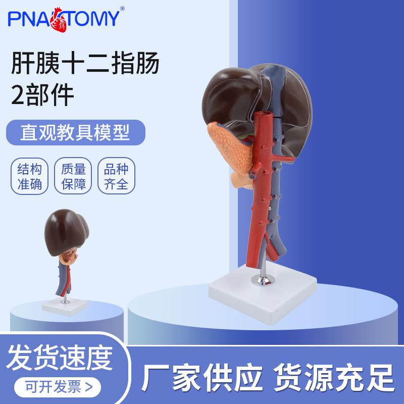 PNT-0452 肝胰十二指肠2部件用肝解刨模型肝胰十二指肠切面模型