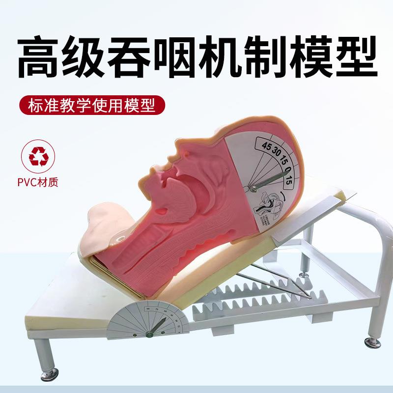 高级吞咽与呼吸机制演示模型 高级吞咽机制模型 人体吞咽机制模型