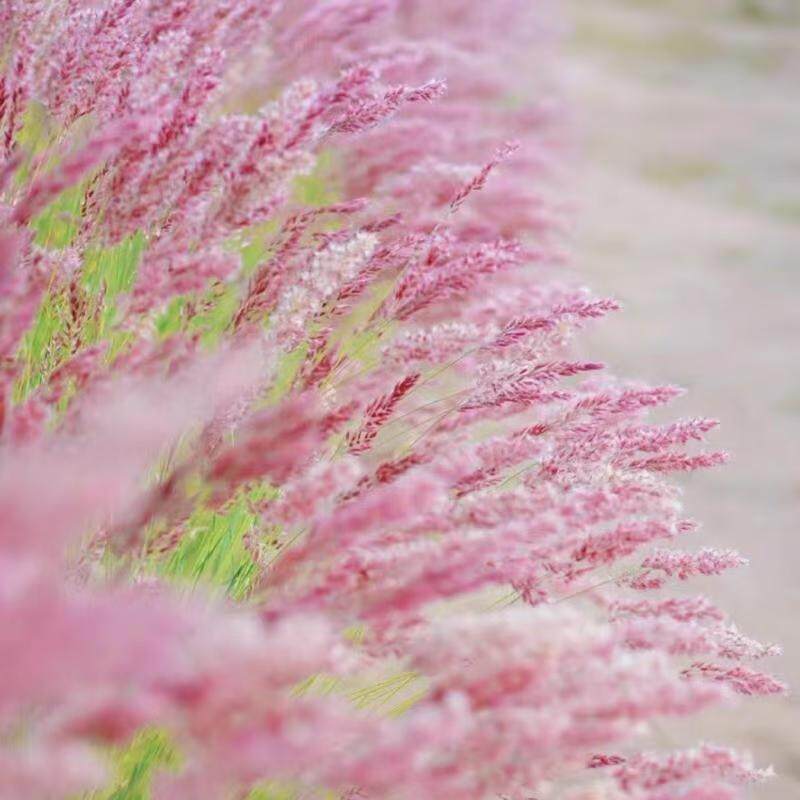 糖蜜草种籽坡地毛冠草大草原粉色观赏草子公园花海盆栽耐寒春秋播