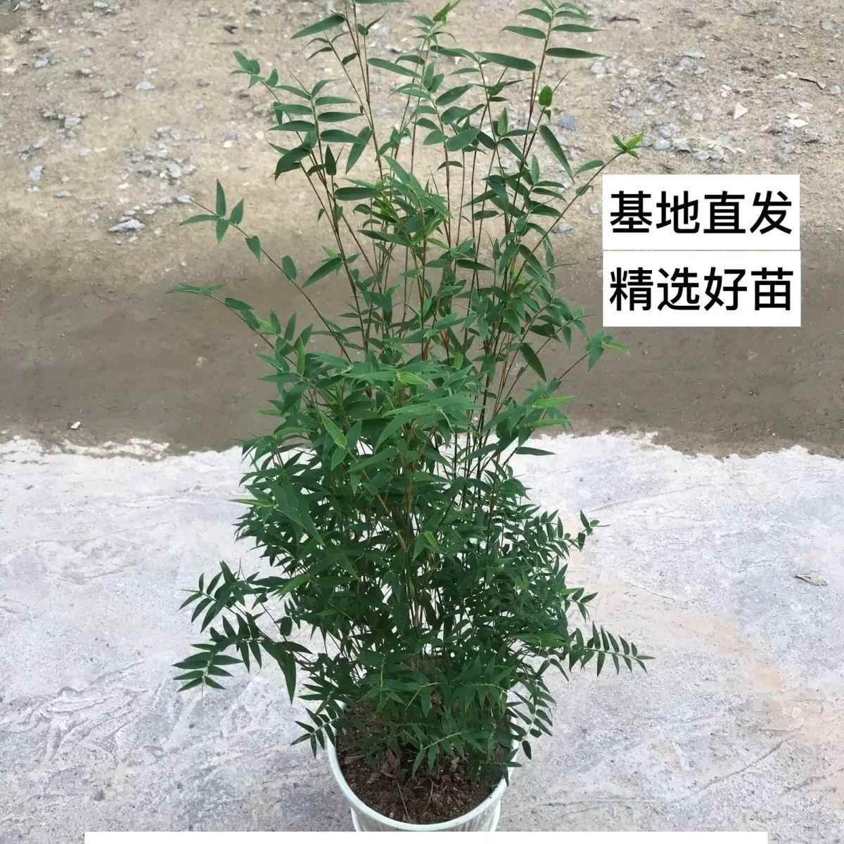 米竹盆栽苗基地清仓特价室内外阳台客厅庭院耐寒耐热四季常青好养