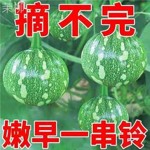 庭院种植蔬菜种子 嫩早一串铃南瓜种种子阳台高产早熟小南瓜籽四季