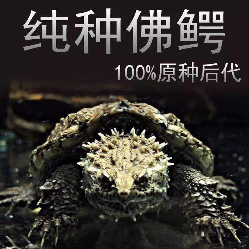 鳄龟苗原种国产小乌龟佛鳄粗刺高背头大爆刺活体宠物观赏宠物