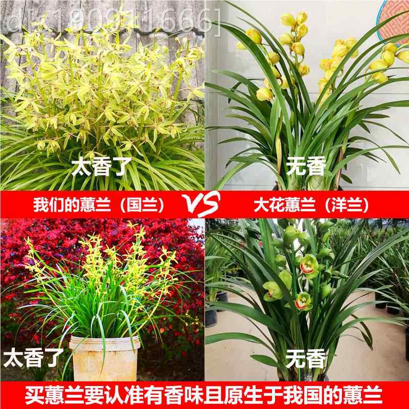 湖浓北香蕙兰节兰惠兰院九头国兰鲜草带花苞室内九庭耐寒盆栽兰花