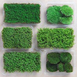 鲜活苔藓微景观植物盆景盆栽铺面四季水陆缸假山草白发藓短绒青苔