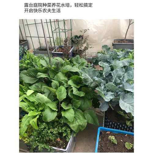 A6L乌龟饲养箱带盖大型养龟缸晒台超长塑料龟盆鱼池物流周转收纳