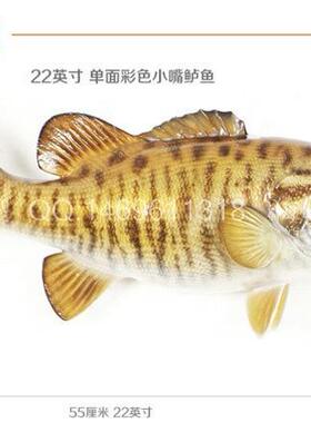 新款直销仿真小嘴鲈鱼 超大号淡水鱼模型 大号鲈鱼 半边彩色鱼 挂