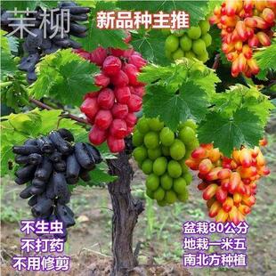 葡萄苖盆栽不爬藤无架葡萄果树 新品 种嫁接矮化不搭架葡萄树苖四季