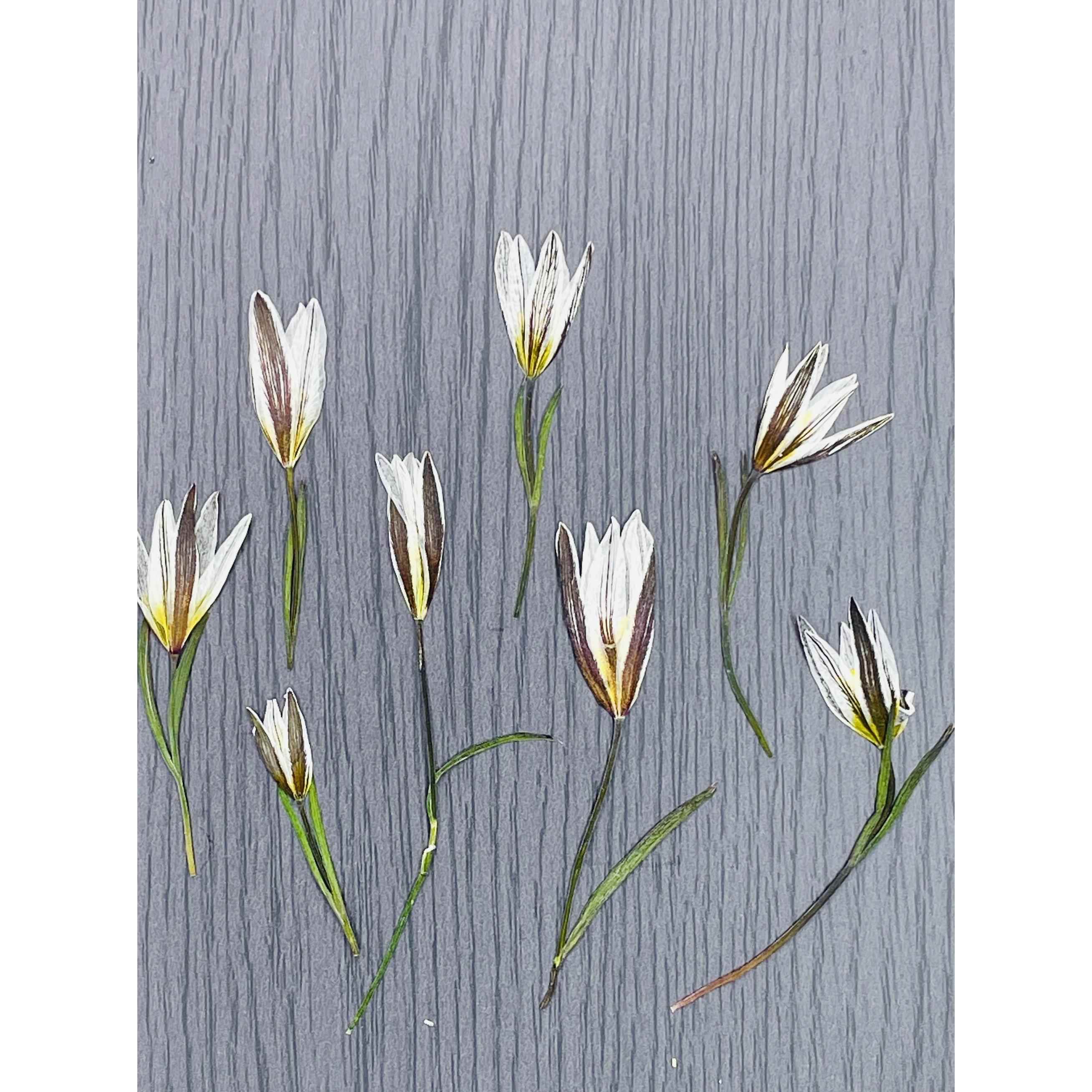 网红干花结婚请帖鸭舌瓣双叶百合DIY台灯手作体验老鸭瓣花材手工