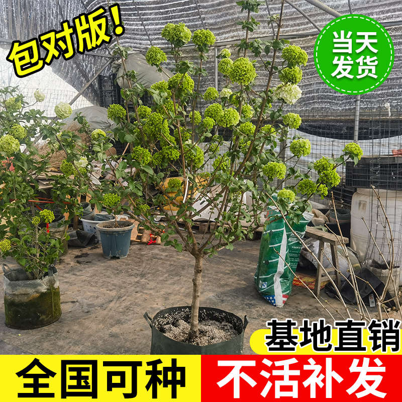 中华木本绣球树苗大花斗球白麻球苗庭院别墅耐寒盆栽风景树绣球花