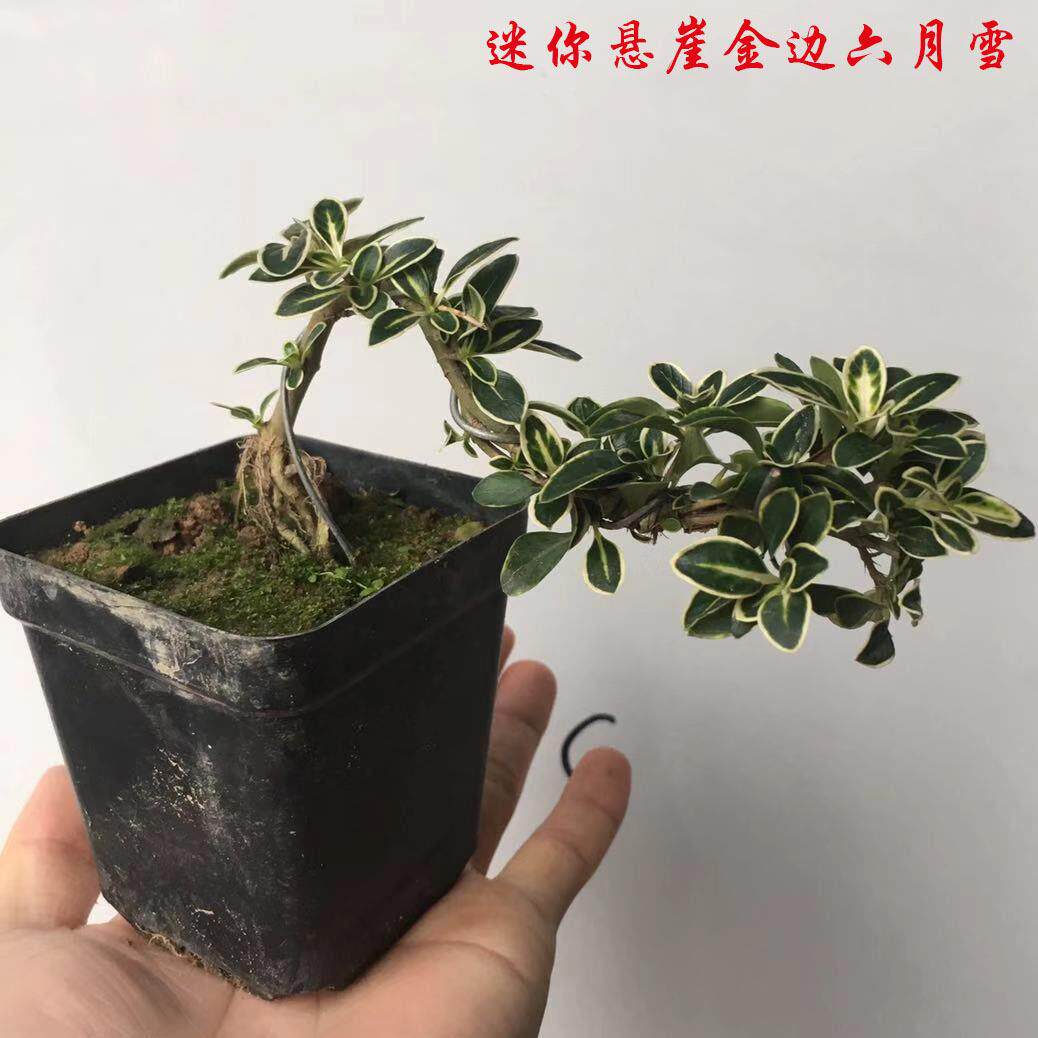 花卉盆栽小迷你悬崖六月雪桌面盆栽苔藓植物办公室植物