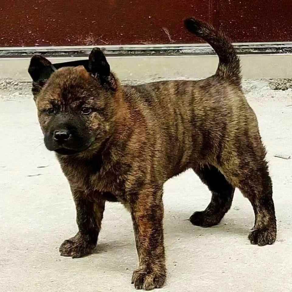 纯种广西土猎犬幼犬狗狗赶山土狗中华田园犬虎头大黑虎斑犬虎斑狗