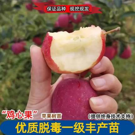 嫁接抗冻东北鸡心果苹果苗酸甜耐寒锦绣海棠小苹果树苗南北方种植