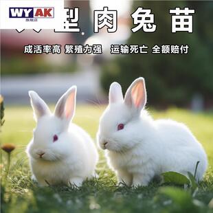兔子活苗活物新西兰小白兔家养肉兔种兔公母一对家兔幼崽
