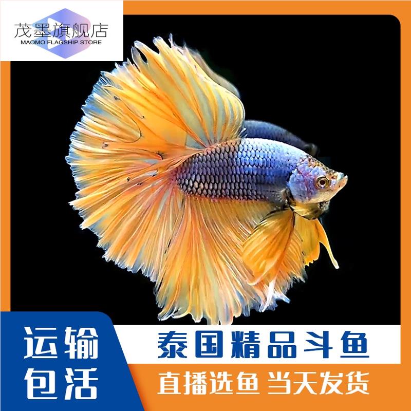 斗鱼观赏鱼大号泰国半月大耳狮王马尾精品展示级淡水宠物直播选