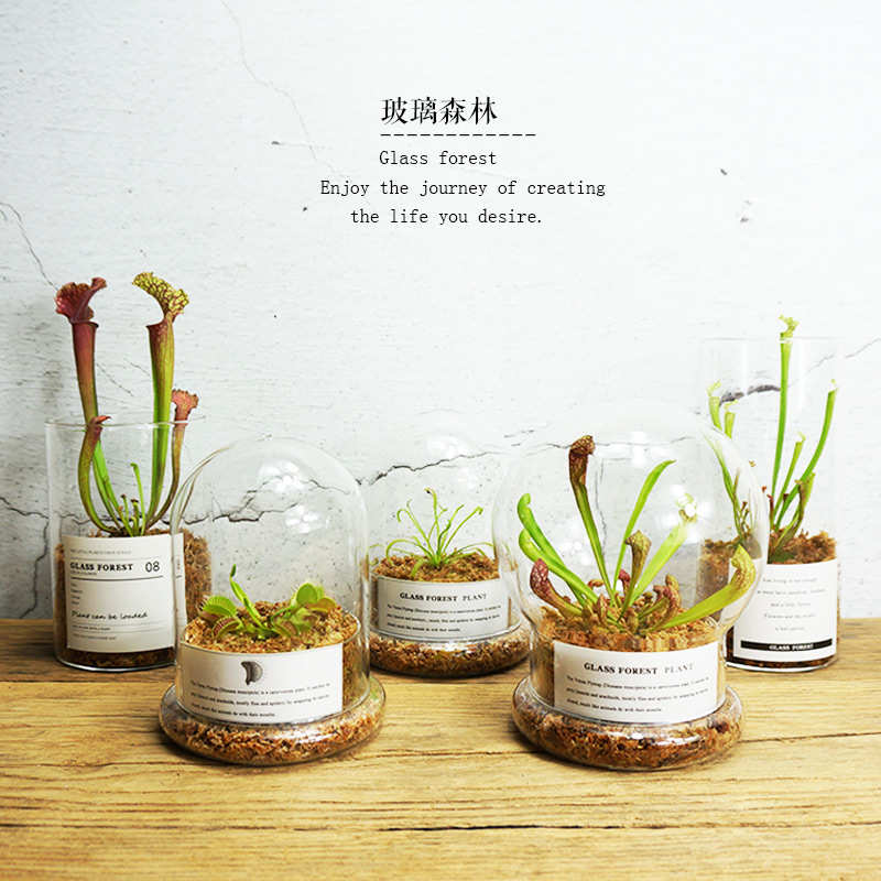 食虫草盆栽植物室内驱蚊捕蝇草生态瓶桌面绿植植物大战僵尸食人花