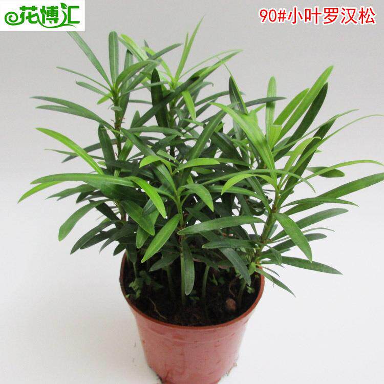 小盆栽微景观公室绿植罗汉松净化空气迷你小盆栽花卉