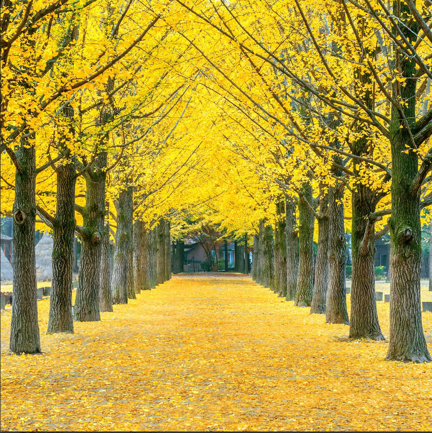 金叶银杏树活苗室外树苗大树庭院风景树大型行道园林绿化工程苗木