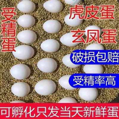 玄凤受精蛋鸟蛋可人工孵化玄风宠物鹦鹉虎皮原始云斑种蛋手养鸟