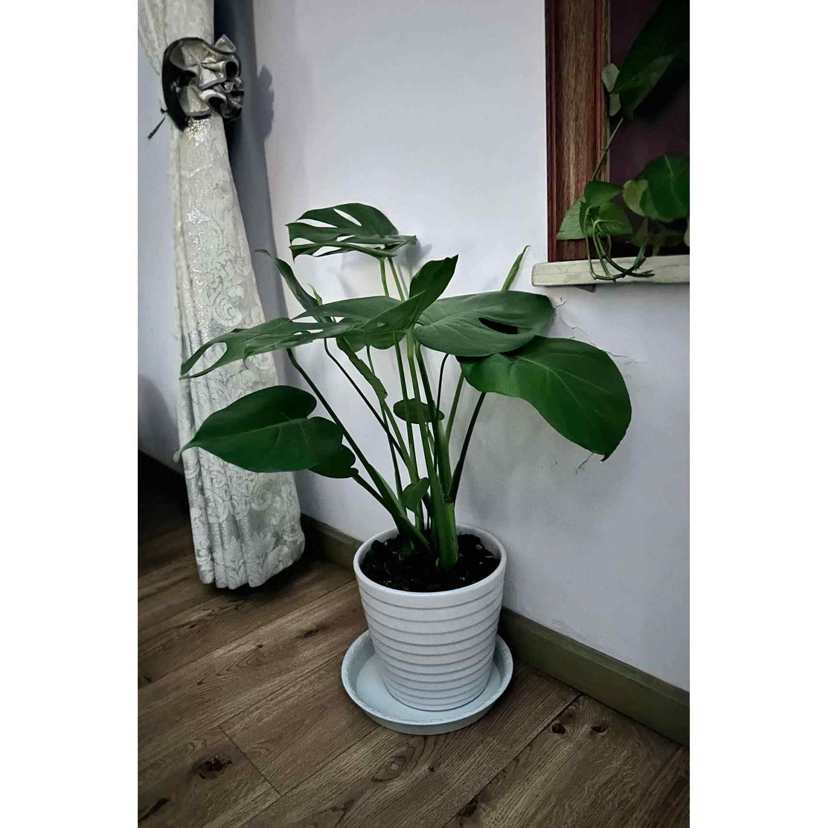 长寿龟背竹盆栽植物大型客厅办公室绿植室内花卉绿植