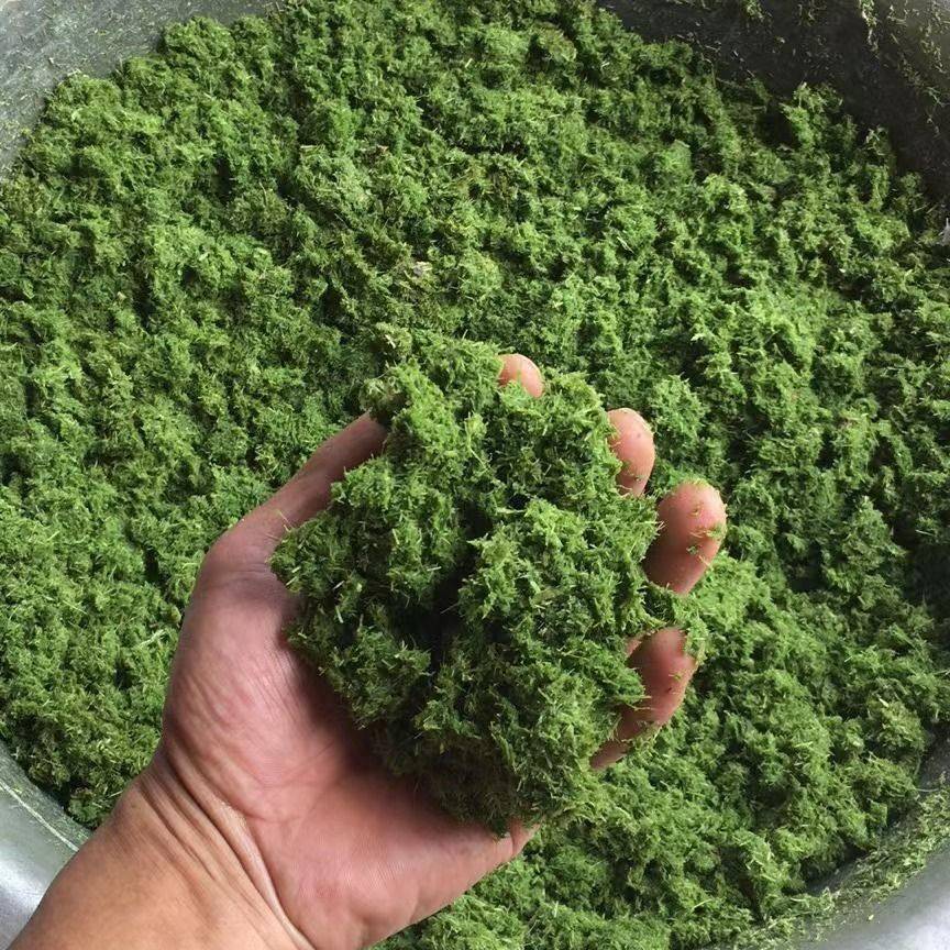 超细牧草打浆机粉碎机铡草机超细粉家用秸秆皇竹甜象打浆机养殖图片