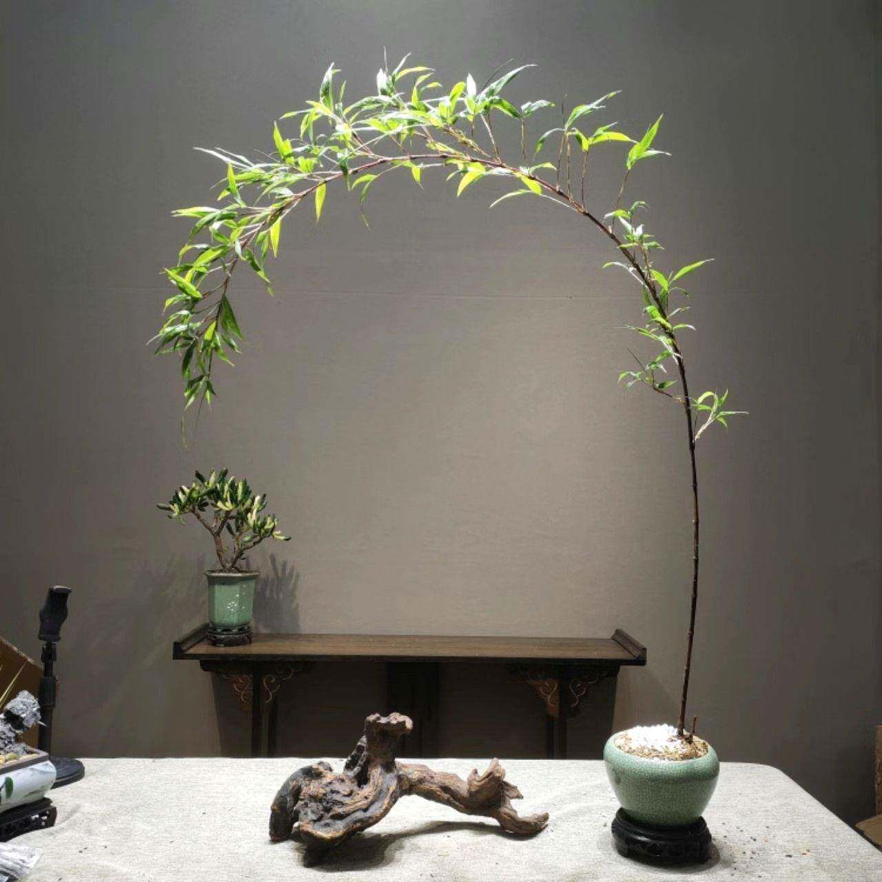 紫竹室内盆栽飘支紫寒竹盆景庭院桌面绿植微竹子苗观赏竹