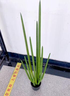 仿真龙骨仙人掌龙盆草蛇草栽长青尾草热带89151-12沙漠植物景多肉