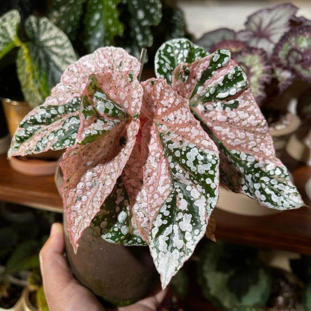富士山锦秋海棠竹节类阳台室外室内客厅桌面绿植盆栽观叶赏花植物