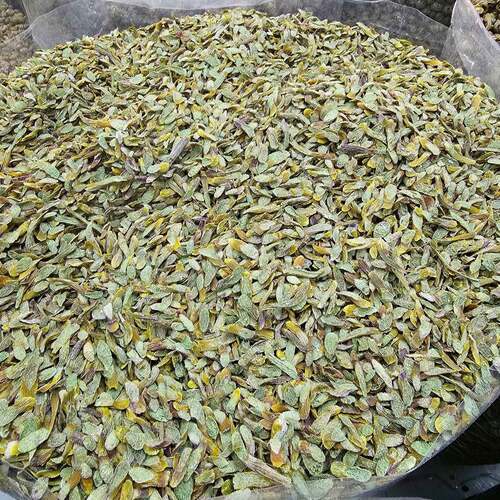 云南石斛铁皮石斛切片500克石斛干条石斛鲜条胶多无渣