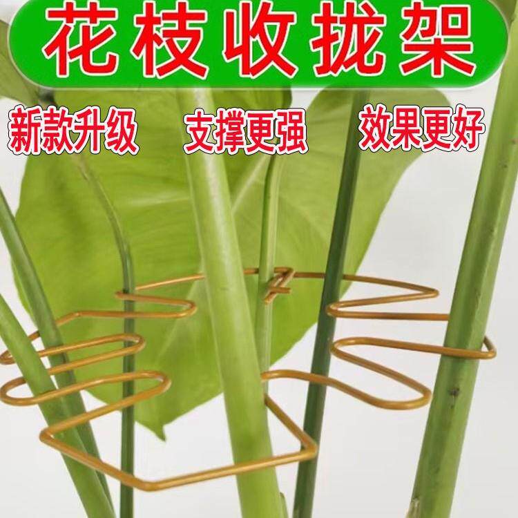 Turtle back bamboo support rod, bird of paradise support rod