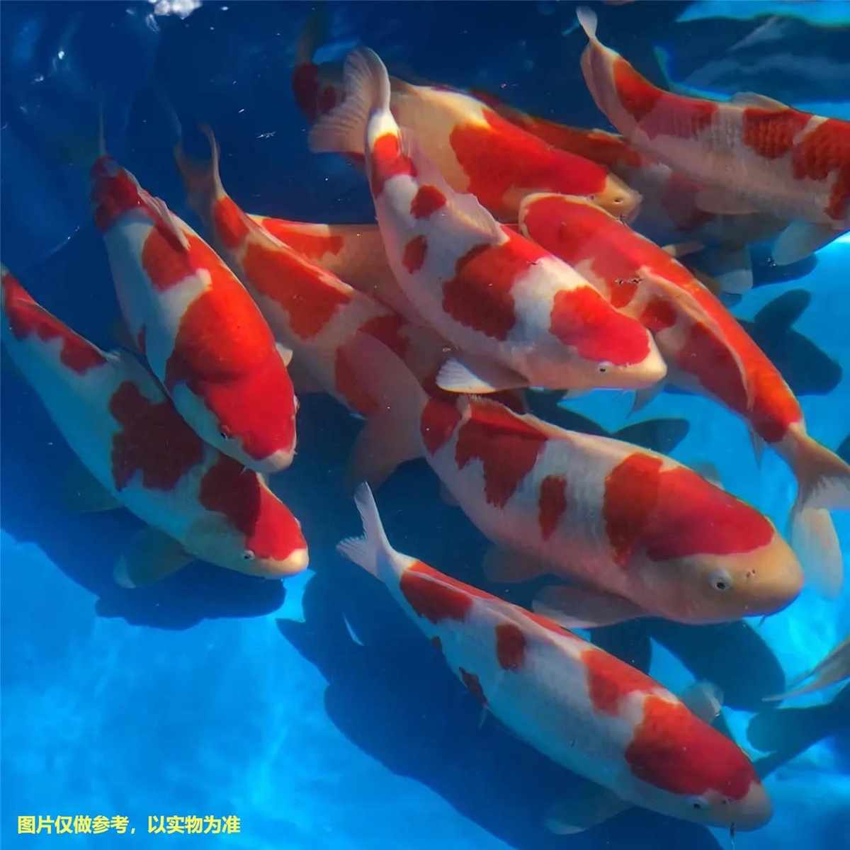 红白三色种观赏锦鲤活鱼大型高档冷水淡水金鱼易养耐活招财鱼苗