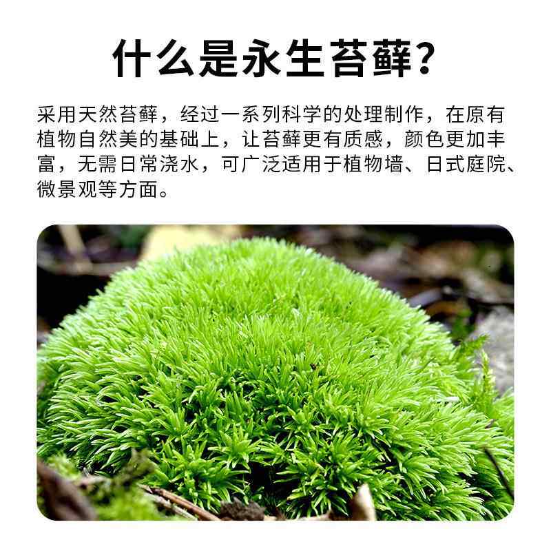 永YSTX02生苔内藓室青苔山水造景物植墙白枯发藓仿真大灰藓植被藓