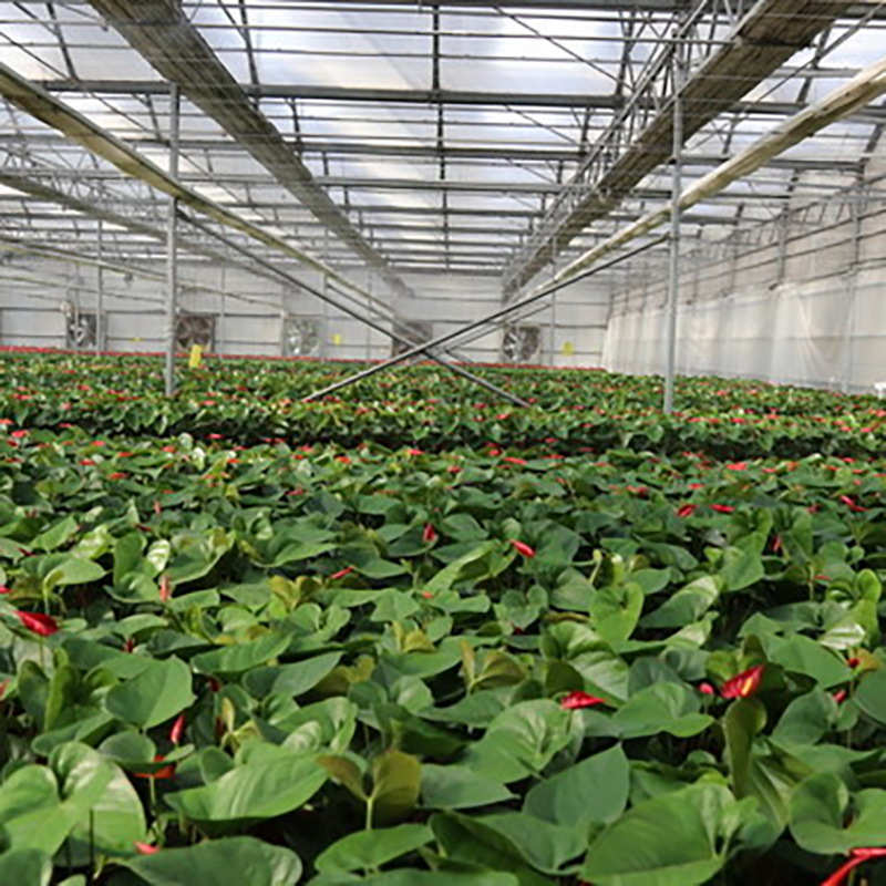 玻璃温室大棚养殖农业水果蓝莓种植设计安装农业用温室夏日遮阳棚