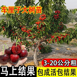 正宗车厘子树苗大樱桃树，苖南方北方种植盆栽，地栽庭院嫁接果树果苗