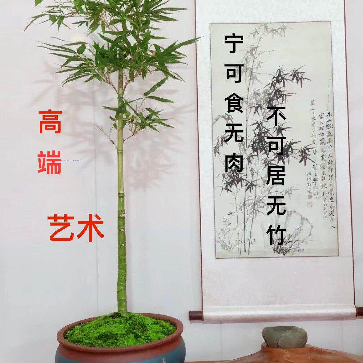 顺丰包邮禅竹罗汉竹龙鳞竹茶艺空间竹子盆景空间布置茶室耐寒竹苗