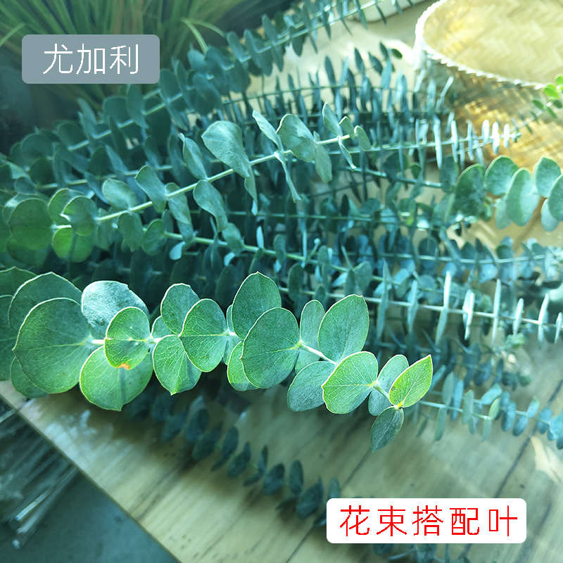 新鲜花尤加利叶插花束装饰配叶客厅背景道具水养植物送爱人云南销